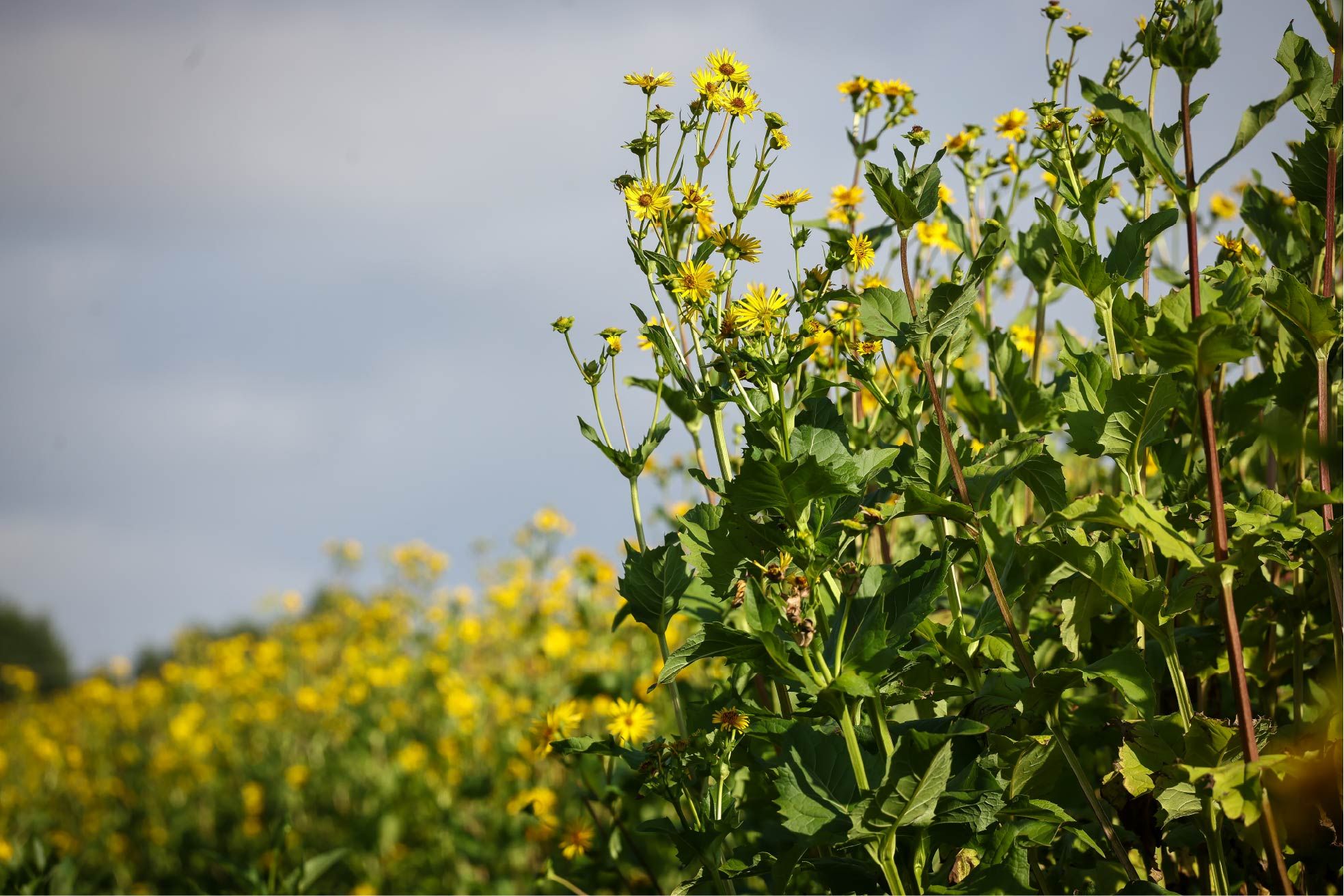 ©GRDF -BIORET METHA [silphie].