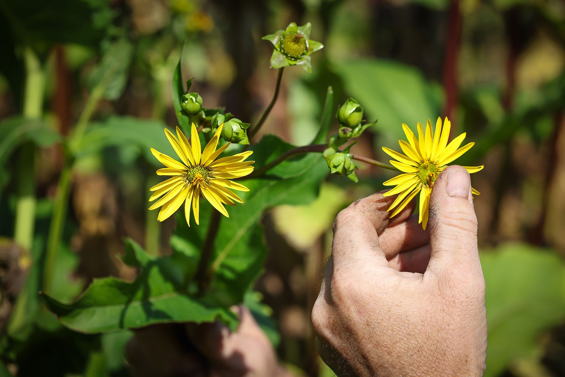 ©GRDF -BIORET METHA [silphie]